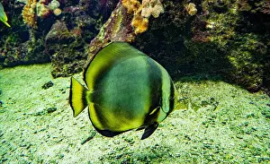Calming Prints: teira batfish or longfin batfish (Platax teira)
