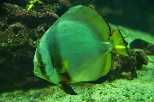 Calming Prints: teira batfish or longfin batfish (Platax teira)