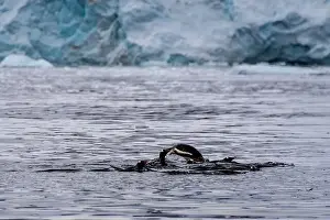 Dramatic Landscape Prints: Telephoto of a group of Gentoo Penguins -Pygoscelis papua- jumping and swimming among the Antarctic sea ice
