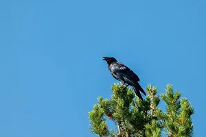 Corvidae Prints: Telephoto Picture of a Raven