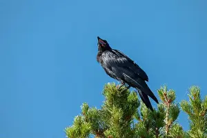Corvidae Prints: Telephoto Picture of a Raven Calling