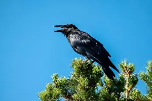 Corvidae Prints: Telephoto Picture of a Raven Calling