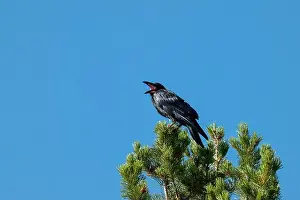 Corvidae Prints: Telephoto Picture of a Raven Calling