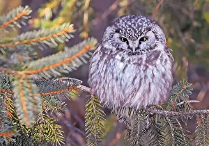 Owls Prints: Tengmalm's Owl in a fir tree surrounded by branches in the forest, Quebec, Canada