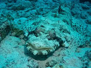 Underwater Photograph Prints: Tentacled flathead - crocodilefish in Red Sea near Marsa Alam, Egypt