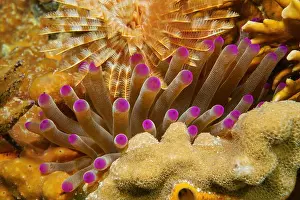 Anemone Prints: Tentacles of giant anemone underwater between coral and a feather duster worm