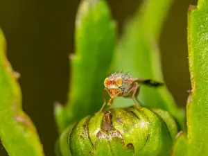 Daisies Prints: Tephritid fly (Tephritis neesii), male on ox-eye daisy (Leucanthemum vulgare), Germany
