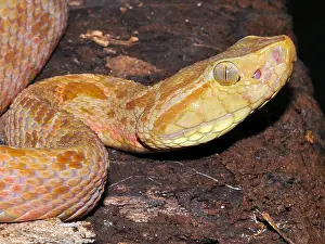 Viper Prints: Terciopelo, Fer-de-lance, Barba amarilla (Bothrops asper)