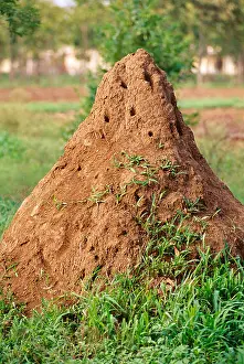 Hiding Prints: termite mound ; ant hill ; termite anthill