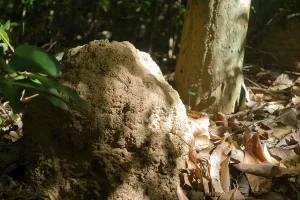 Clouded Prints: Termite Mound in rainforest, forest, Mu Ko Lanta National Park, Thailand, Southeast Asia