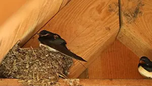 Swallow Prints: Tern Swallow's Nest Bird's nest in a wooden beam under the roof