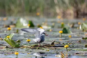 Hirundo Prints: Terns sits among water flowers