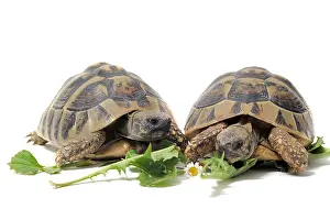 Turtle Prints: Two Testudo hermanni tortoises eating on a white isolated background