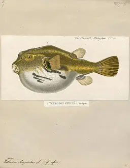 Tetrodon hispidus, Print, 1700-1880