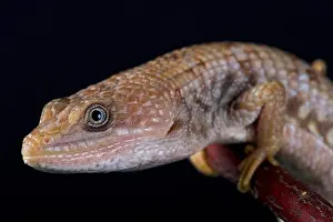 Alligator Lizard Prints: Texas alligator lizard (Gerrhonotus infernalis)