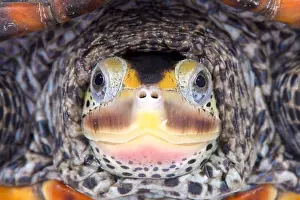 Texas Diamondback terrapin, Malaclemys terrapin littoralis
