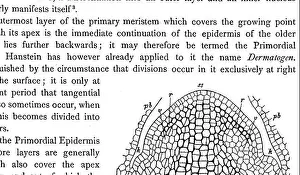 Bookdecade1880 Prints: Text-book of botany, morphological and physiological