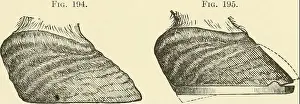 A text-book of horseshoeing, for horseshoers and veterinarians