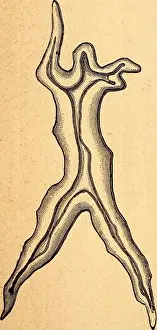 Bookdecade1870 Prints: Text-book of structural and physiological botany