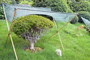 Trimming Prints: Textile shading netting mesh over dwarf bonsai tree for sun and weather protection and in japanese garden