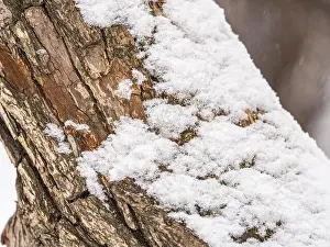 Crack Prints: The texture of the bark of an old apple tree with snow in winter