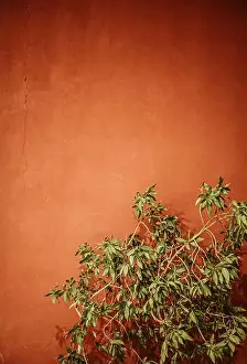 Space City Prints: Textured orange wall background with green bush, place for text