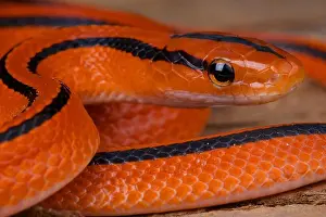 Rat Snake Prints: Thai red mountain rat snake / Oreocryptophis porphyracea coxi