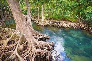 Images Dated 30th November 2011: Thailand - Krabi province, mangrove forest in Tha Pom Khlong Song Nam National Park