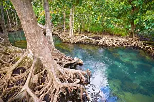 Krabi Prints: Thailand - Krabi province, mangrove forest in Tha Pom Khlong Song Nam National Park
