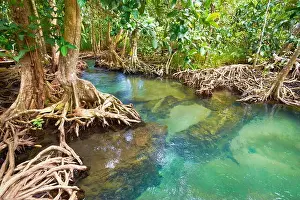Thailand - Krabi province, mangrove forest in Tha Pom Khlong Song Nam National Park