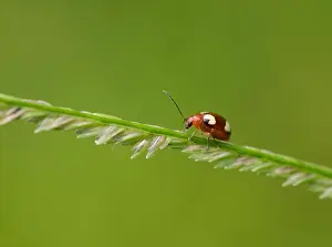 Natural World Prints: Thailand, ladybird, coccinellidae