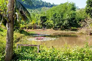 Siam Prints: Thailand: A lotus-filled pond at Ban Hat Bia by the Mekong River