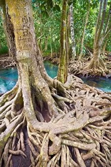 Images Dated 30th November 2011: Thailand - mangrove forest in Tha Pom Khlong Song Nam National Park