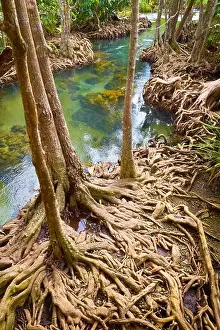 Thailand - mangrove forest in Tha Pom Khlong Song Nam National Park