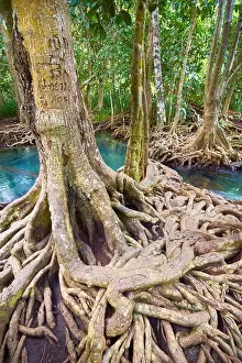 Thailand - mangrove forest in Tha Pom Khlong Song Nam National Park