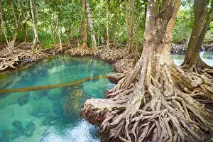 Thailand - mangrove forest in Tha Pom Khlong Song Nam National Park