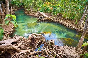 Thailand - mangrove forest in Tha Pom Khlong Song Nam National Park