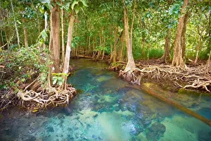Thailand - mangrove forest in Tha Pom Khlong Song Nam National Park