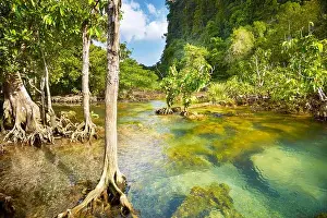 Thailand - mangrove forest in Tha Pom Khlong Song Nam National Park