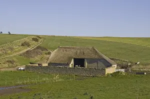 Temperate Prints: Thatched Stone Stones Barn Barns Cattle Cow Cows Shelter Animal Animals Farm Farms Farmer Open Filed Fields View