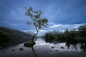 "The Lonely tree" at Llynn Padarn, LLanberis, Snowdonia, Wales, UK