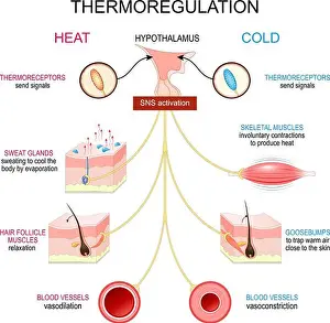 Sweat Prints: Thermoregulation. Homeostasis. Thermal balance