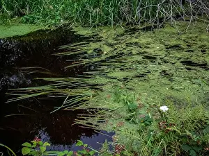 Littering Prints: Thick green algae in a Glasgow canal