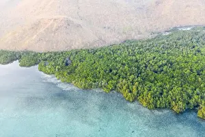 A thick mangrove forest fringes a dry island near Alor, Indonesia. Mangroves serve as important nurseries for marine fish and invertebrates
