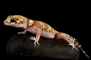 thick-tailed gecko (Underwoodisaurus milii)