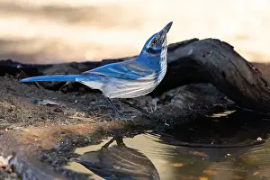 Corvidae Prints: A thirsty bright blue Scrub-jay drinking water from an outdoor bird bath in Northern California