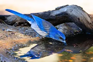 Corvidae Prints: A thirsty bright blue Scrub-jay drinking water from an outdoor bird bath in Northern California