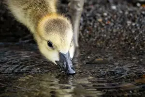 Mother Goose Prints: A thirsty Canada Goose gosling drinking in a park along the St. Lawrence River in Canada