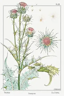 Thistle. Botanical art illustrated by Maurice Pillard Verneuil (1896)