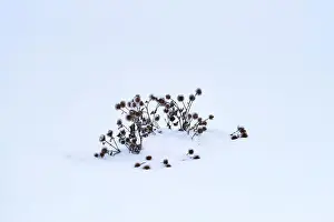 Lonesome Prints: Thistle in the snow